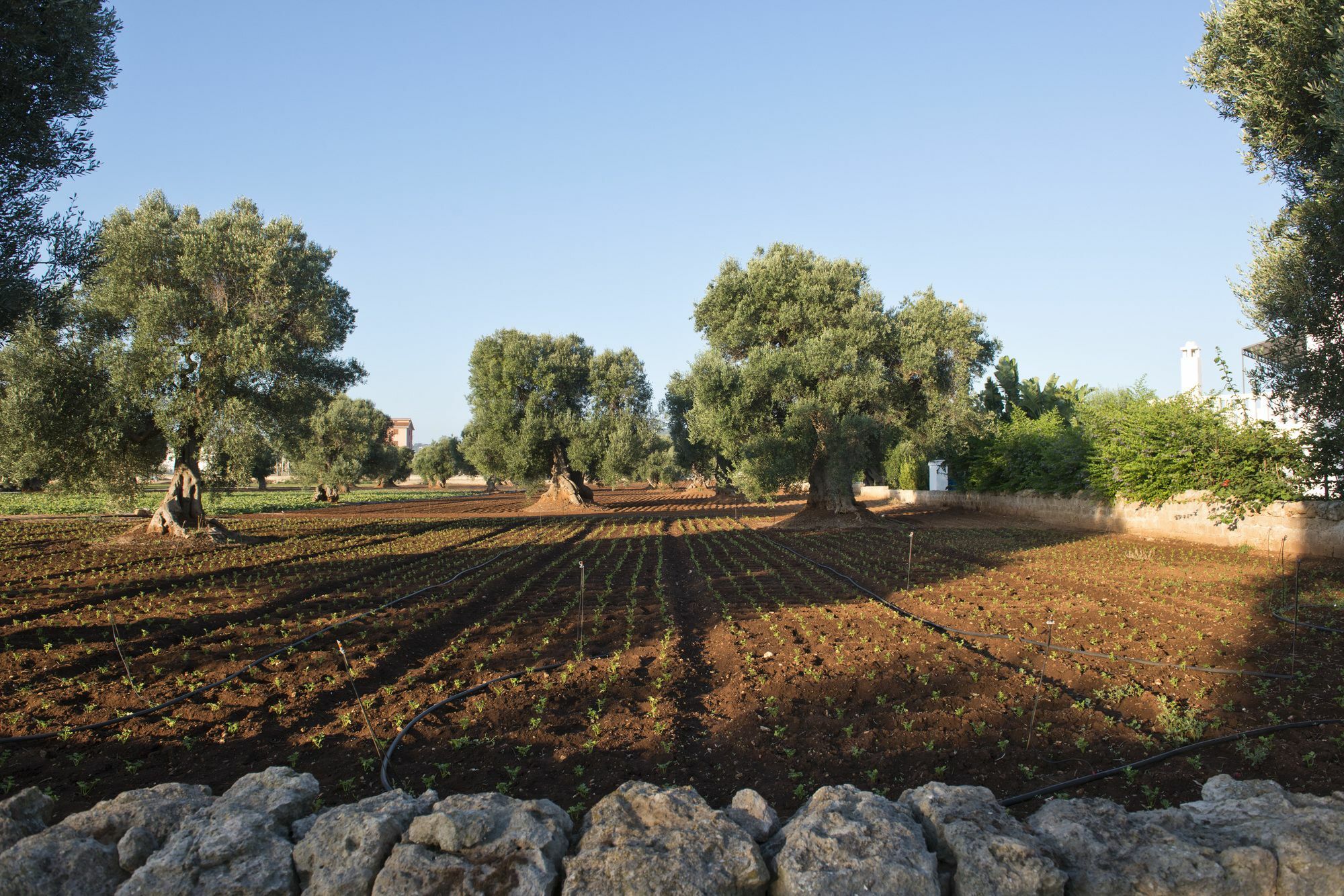 Masseria Don Luigi-Luxury Farmhouse Savelletri Exteriér fotografie